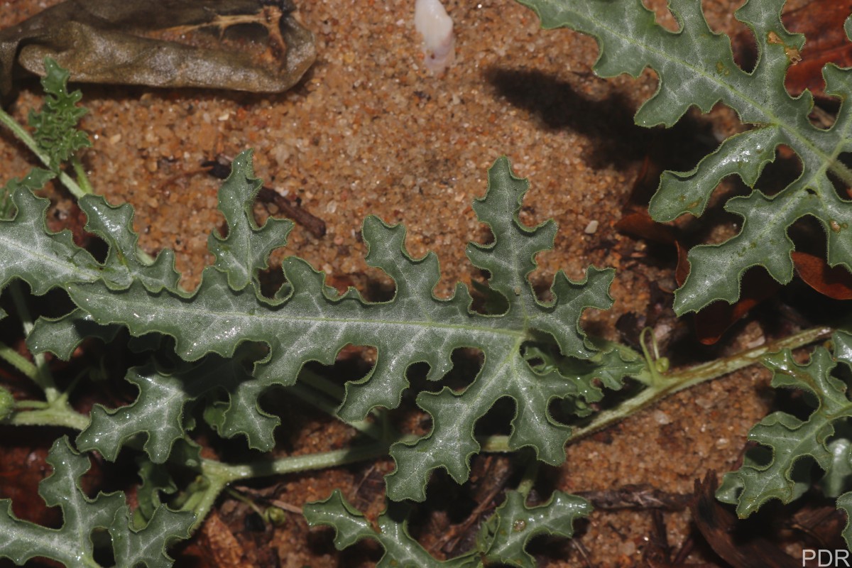 Citrullus colocynthis (L.) Schrad.